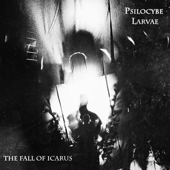 Psilocybe Larvae : The Fall of Icarus